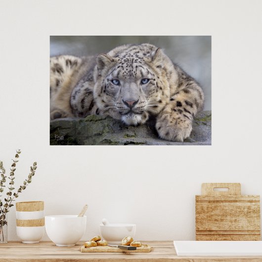 Vishnu Snow Leopard Print Poster (Küche)