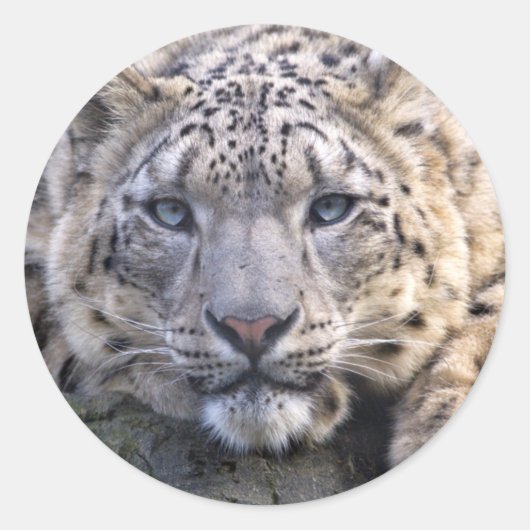 Vishnu Snow Leopard Sticker (Vorderseite)