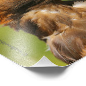 Vision eines schönen jungen Goldenen Adlers Fotodruck (Ecke)