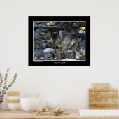 "Vision Quest" Grauer Wolf Wildlife Foto Poster (Küche)
