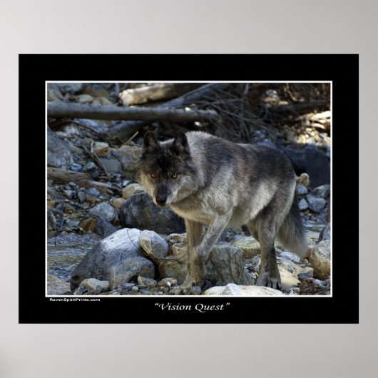 "Vision Quest" Gray Wolf Foto Poster (Vorne)