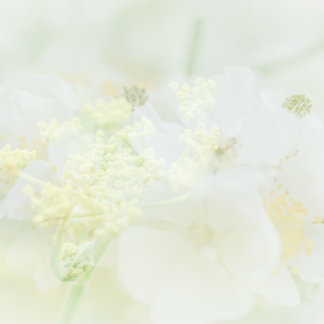 Visitekaartje traf Makro-Bloeme-Design Visitenkarte