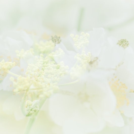 Visitekaartje traf Makro-Bloeme-Design Visitenkarte