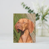 Viszla Postkarte (Stehend Vorderseite)