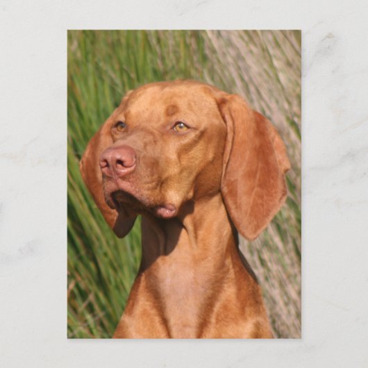 Viszla Postkarte (Vorderseite)