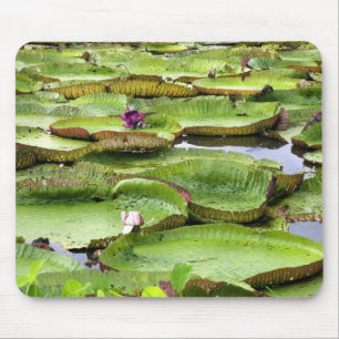 Vitoria Regis, Riesenseerosen in Amazonien Mousepad