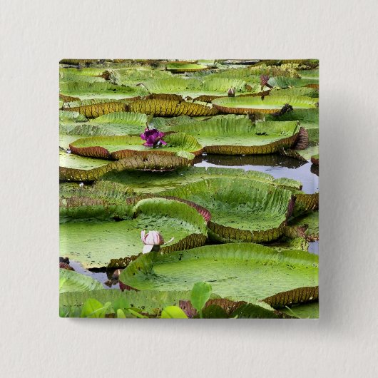 Vitoria Regis, Riesenwasserlililien im Amazonas Button (Vorderseite)