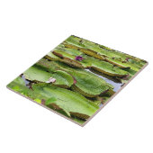 Vitoria Regis, Riesenwasserlililien im Amazonas Fliese (Seite)