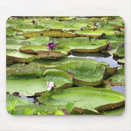 Vitoria Regis, Riesenwasserlililien im Amazonas Mousepad (Vorne)