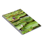 Vitoria Regis, Riesenwasserlililien im Amazonas Notizblock (Rechte Seite)