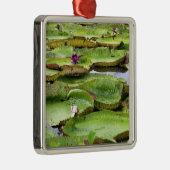 Vitoria Regis, Riesenwasserlililien im Amazonas Silbernes Ornament (Rechts)