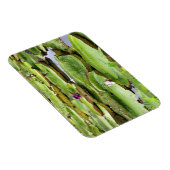 Vitoria Regis, riesige Seerosen im Amazonas Magnet (Rechte Seite)