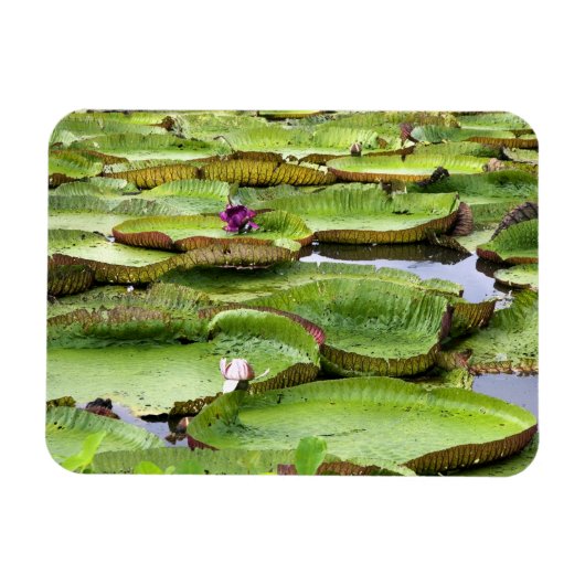 Vitoria Regis, riesige Seerosen im Amazonas Magnet (Horizontal)