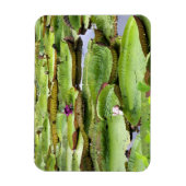 Vitoria Regis, riesige Seerosen im Amazonas Magnet (Vertikal)