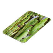 Vitoria Regis, riesige Seerosen im Amazonas Magnet (Linke Seite)