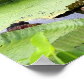 Vitoria Regis, riesige Seerosen im Amazonas Poster (Ecke)
