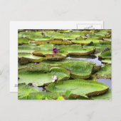 Vitoria Regis, riesige Seerosen im Amazonas Postkarte (Vorne/Hinten)