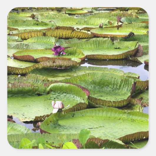 Vitoria Regis, riesige Seerosen im Amazonas Quadratischer Aufkleber (Vorderseite)