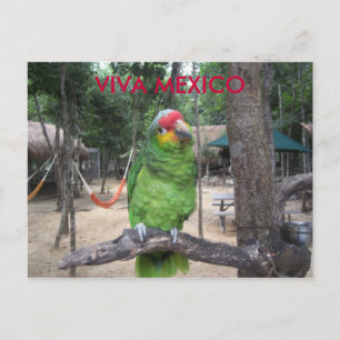 Viva Mexico Postkarte