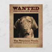 Vivacious Vizsla Postkarte (Vorderseite)