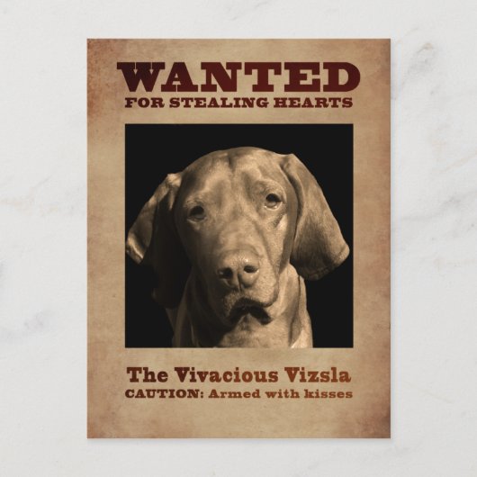Vivacious Vizsla Postkarte (Vorderseite)