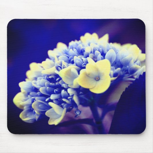Vivid Blue Hydrangea Blume Mousepad (Vorne)