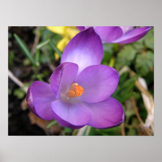 Vivid Crocus Print Poster (Vorne)