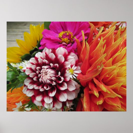 Vivid Dahlias und Zinnias Poster Art Print (Vorne)