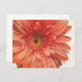 Vivid Daisy Postkarte (Vorne/Hinten)