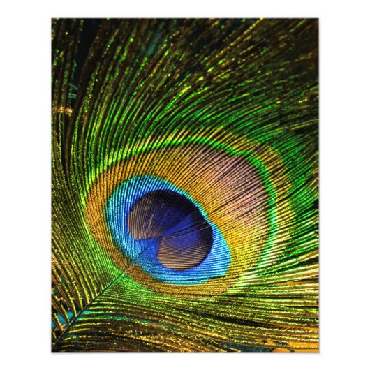 Vivid Feather Fotodruck (Vorne)