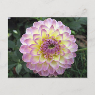 Vivid Lavender Creme Dahlia Postkarte