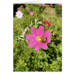 Vivid Pink Cosmos Blume Denken Sie an Ihre Karte