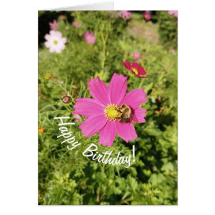Vivid Pink Cosmos Blume Geburtstagkarte