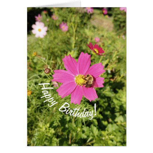 Vivid Pink Cosmos Blume Geburtstagkarte (Vorne)