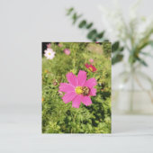 Vivid Pink Cosmos Blume mit Bienenpostkarte Postkarte (Stehend Vorderseite)