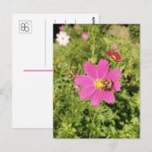 Vivid Pink Cosmos Blume mit Bienenpostkarte Postkarte (Vorne/Hinten)