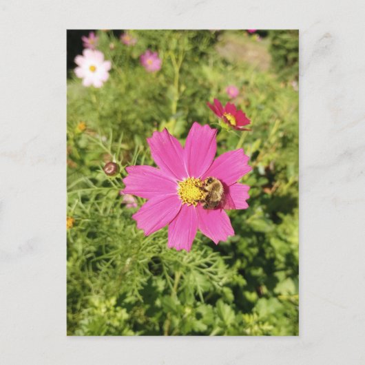 Vivid Pink Cosmos Blume mit Bienenpostkarte Postkarte (Vorderseite)