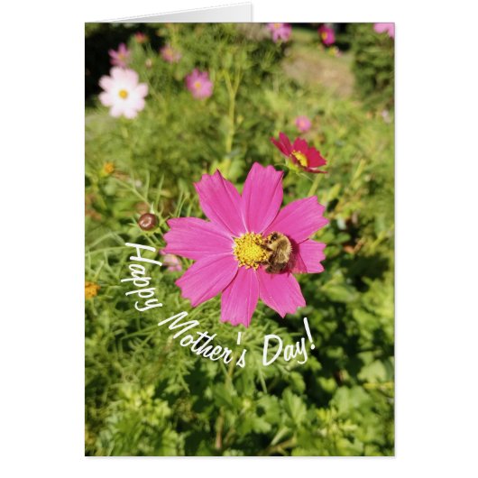 Vivid Pink Cosmos Blume Muttertagkarte (Vorne)