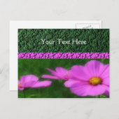 Vivid Pink Cosmos Blume Postkarte (Vorne/Hinten)