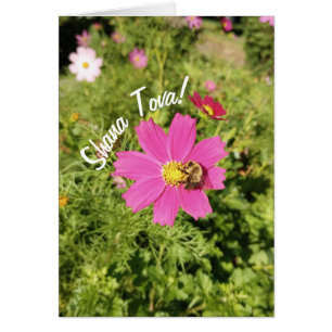 Vivid Pink Cosmos Blume Rosh Hashanah Card