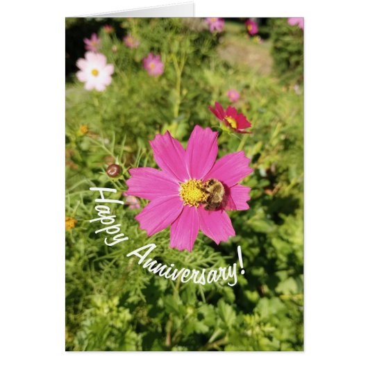 Vivid Pink Cosmos Flower Anniversary Card (Vorne)