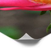 Vivid Pink Rose Petals Poster (Ecke)