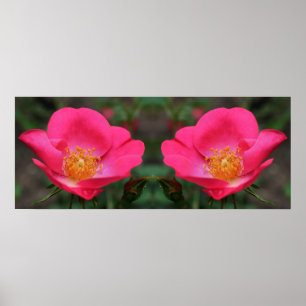 Vivid Pink Roses Mirror Abstrakt Poster