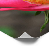 Vivid Pink Roses Mirror Abstrakt Poster (Ecke)