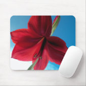 Vivid red Amaryllis Blume Mousepad (Mit Mouse)