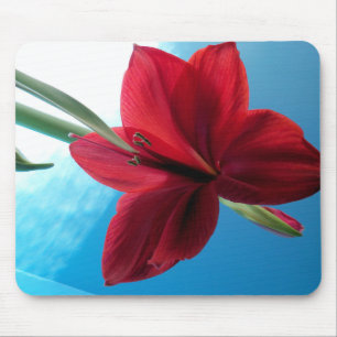 Vivid red Amaryllis Blume Mousepad