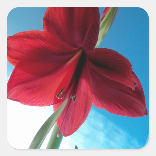 Vivid red Amaryllis Blume Quadratischer Aufkleber (Vorderseite)