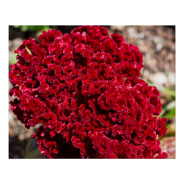 Vivid Red Celosia Print Poster