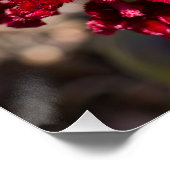 Vivid Red Celosia Print Poster (Ecke)