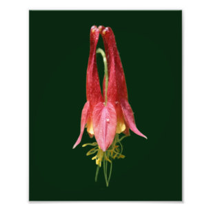 Vivid Red Wild Columbine Blume 8x10 Fotodruck